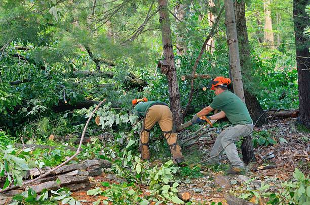 Best Dead Tree Removal  in Faith, NC